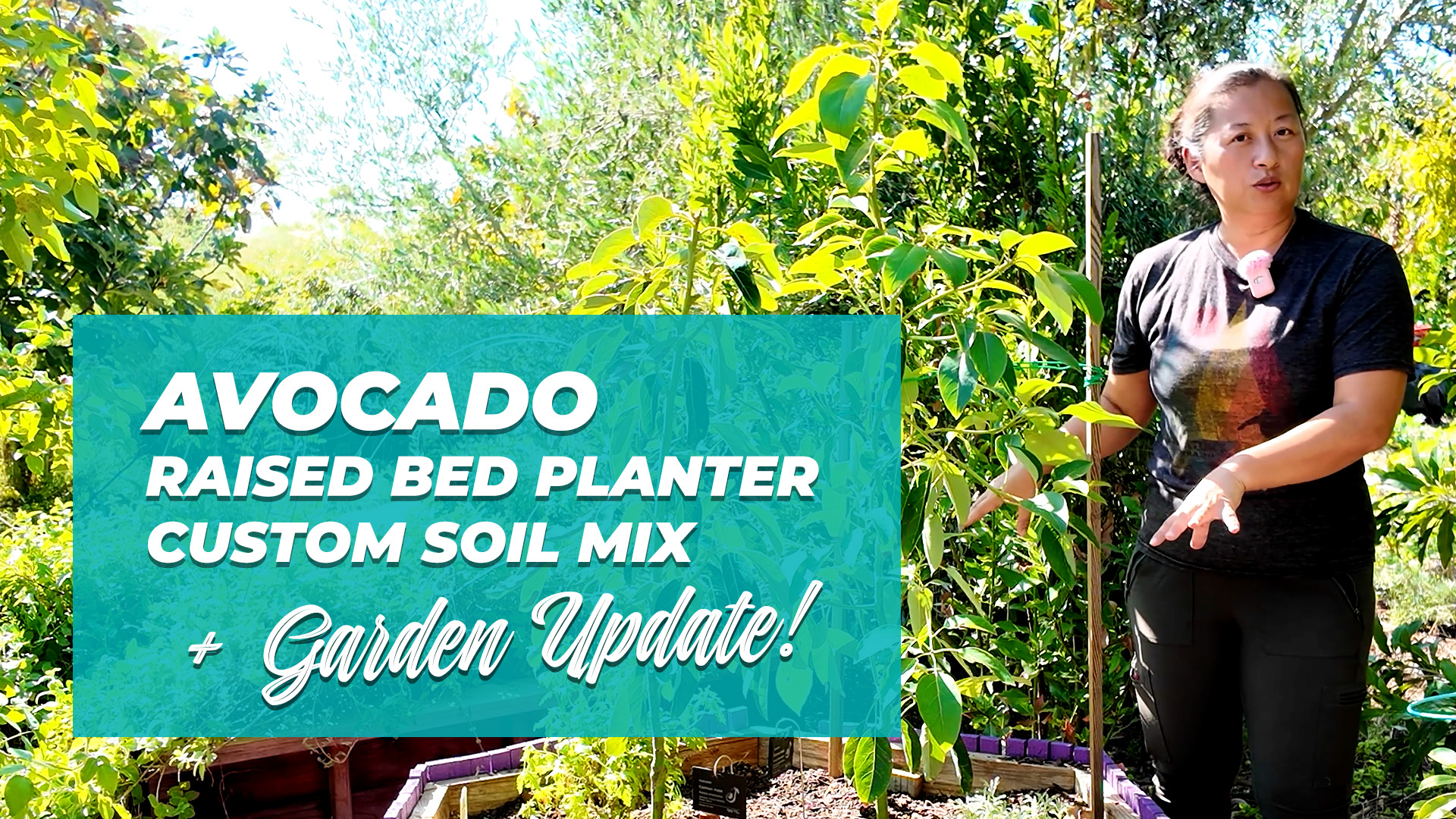 Avocado Raised Bed Planting and Garden Update