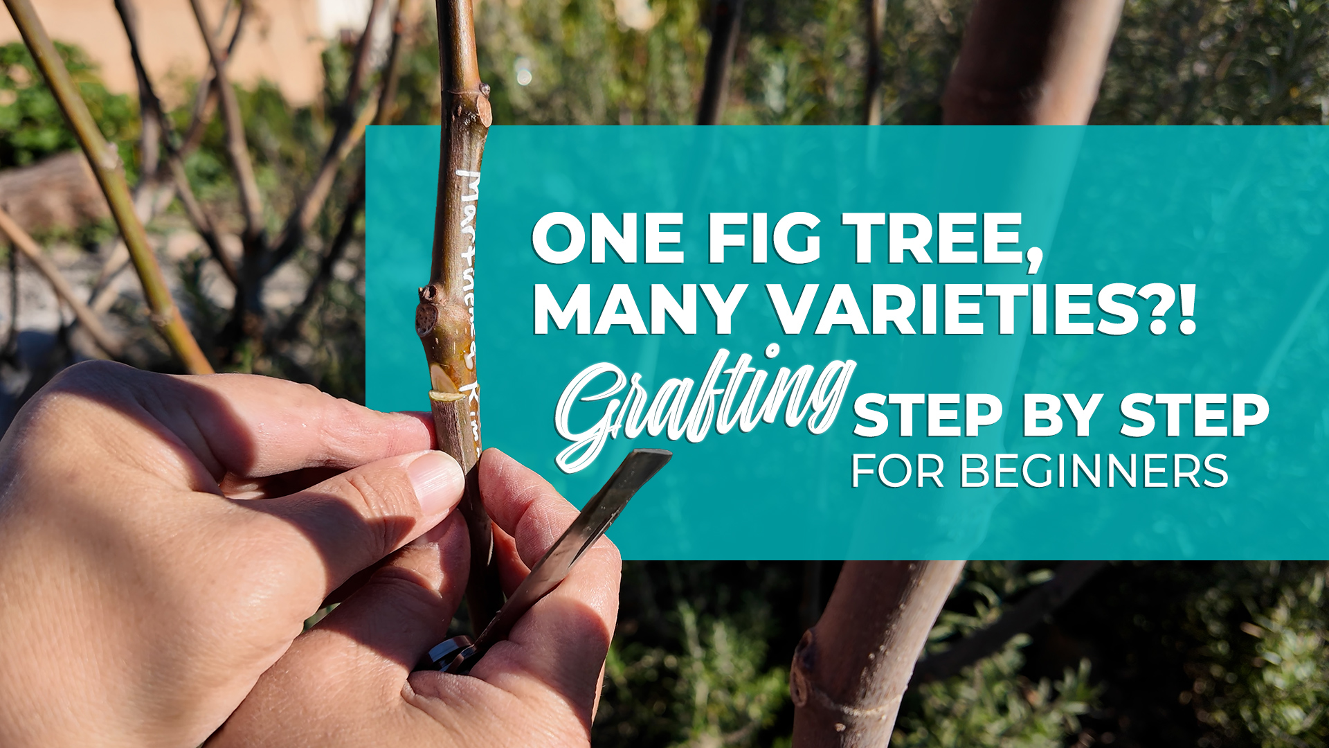 Grafting Figs Made Simple