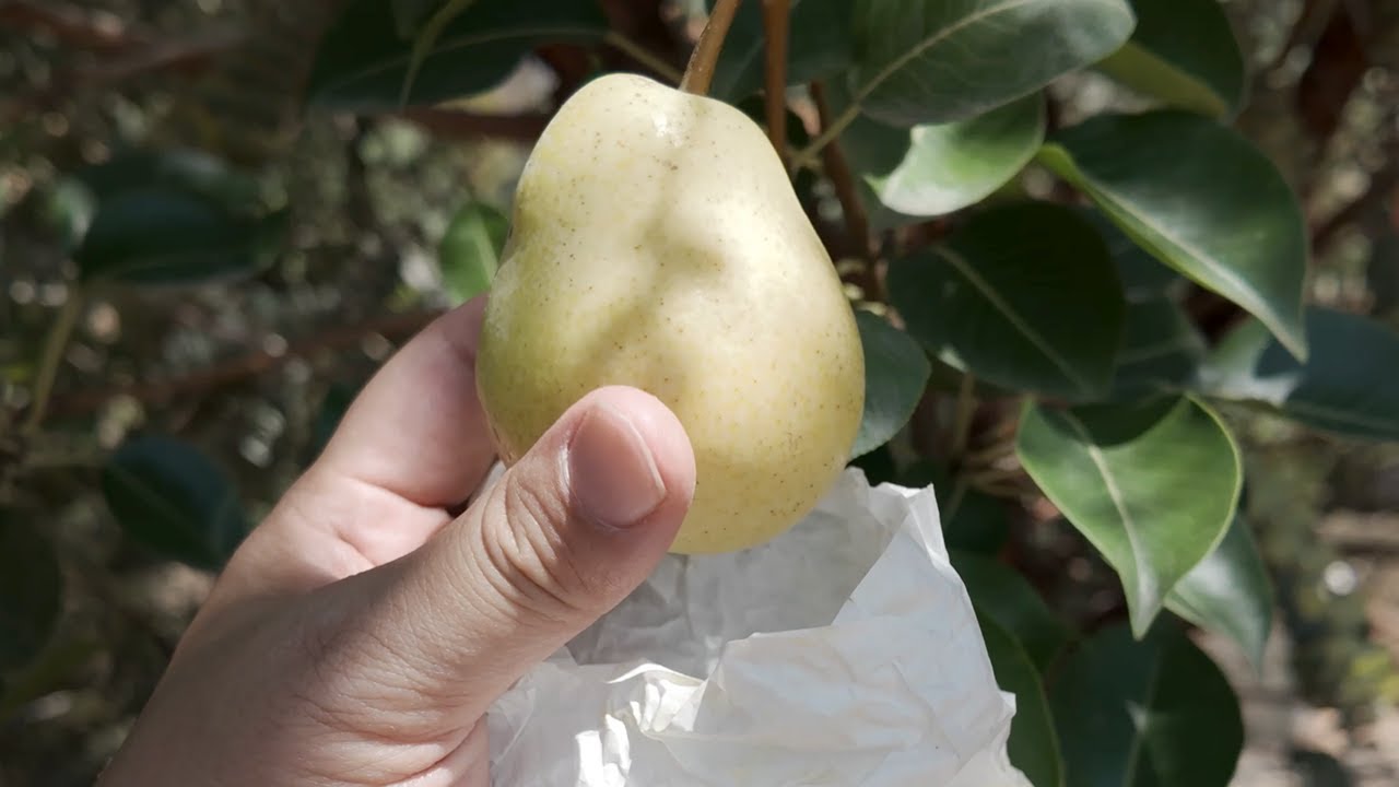 August 22, 2025 Garden Update