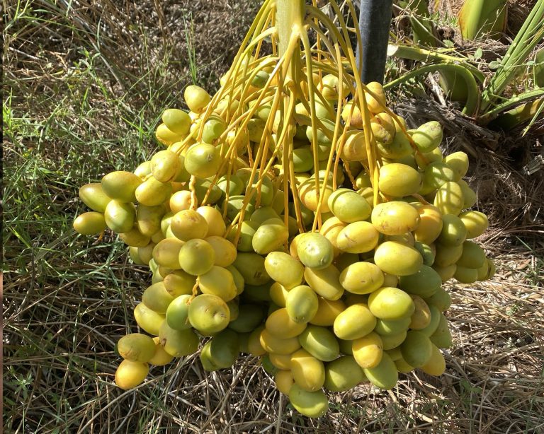 eyf barhi date 3